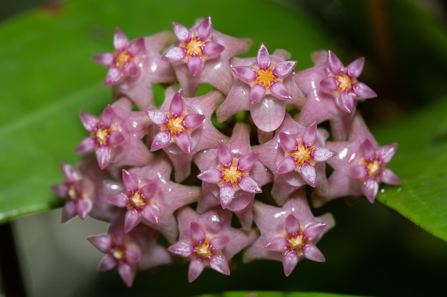 Hoya Macro Flor Rosa Foto Premium