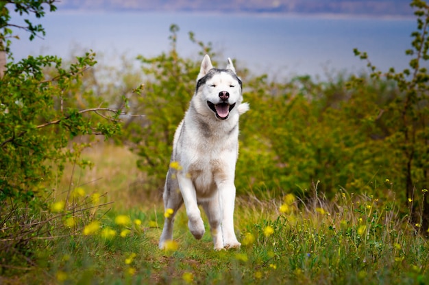 Husky Corre Por La Hierba De Cerca El Perro Camina En La Naturaleza