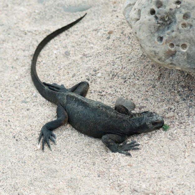 Iguana Marina Amblyrhynchus Cristatus Isla Seymour Norte Islas