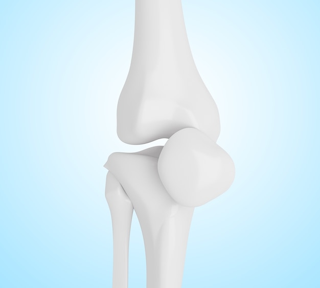 Lista 91+ Foto Huesos De La Rodilla Humana Lleno