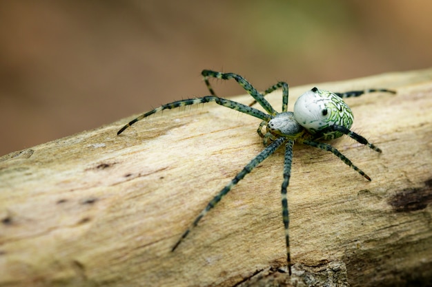 Imagen De La Araña Cyrtophora Moluccensis (macho) (doleschall, 1857 ...