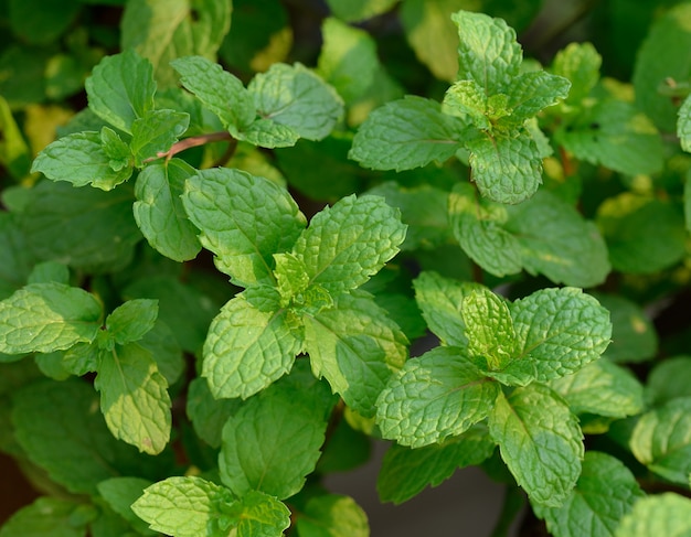 Imagen De Hojas De Menta Verde Fresca Foto Premium