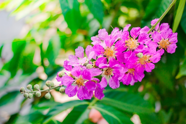 Inthanin La Flor De La Reina Gran árbol Con Hermosas Flores Púrpuras