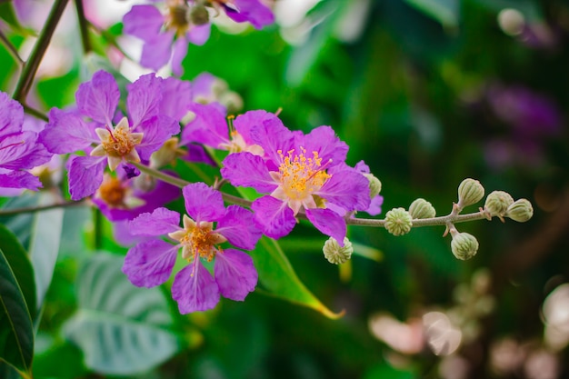 Inthanin La Flor De La Reina Gran Rbol Con Hermosas Flores P Rpuras