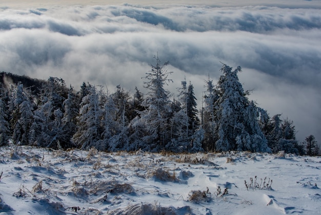 Invierno con árboles cubiertos de escarcha en los ventisqueros bosque