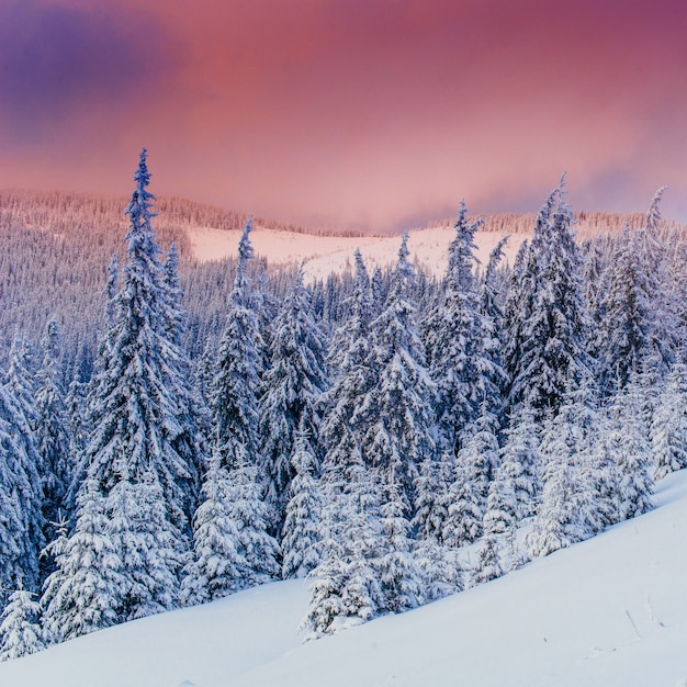 Invierno M Gico Rbol Cubierto De Nieve Foto Premium