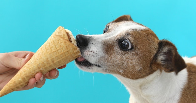 Jack Russell Perro Comiendo Helado En Un Cono Waffle Foto Premium