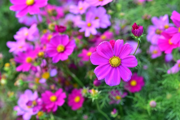 Jardín lleno hermoso del campo de flores del color rosado en ...