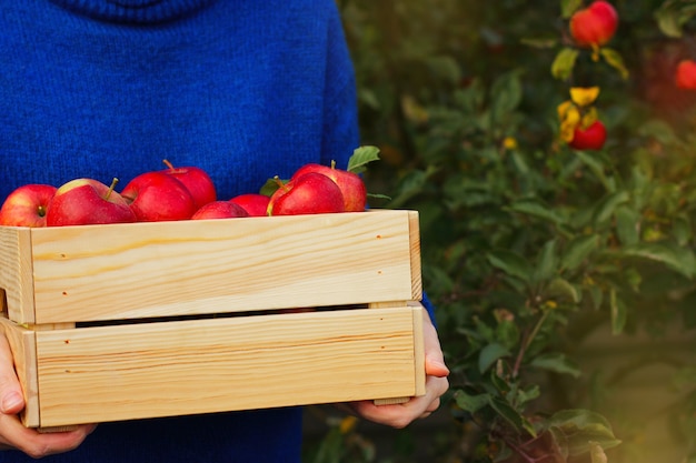 Un Jardinero Con Un Su Ter Azul Guarda Manzanas Maduras Rojas