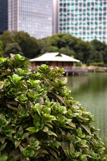 Jardines Hamarikyu En Tokio Japon Foto Premium