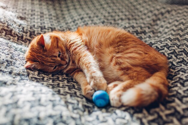 Jengibre gato jugando con la pelota en el sofá en la sala de estar ...