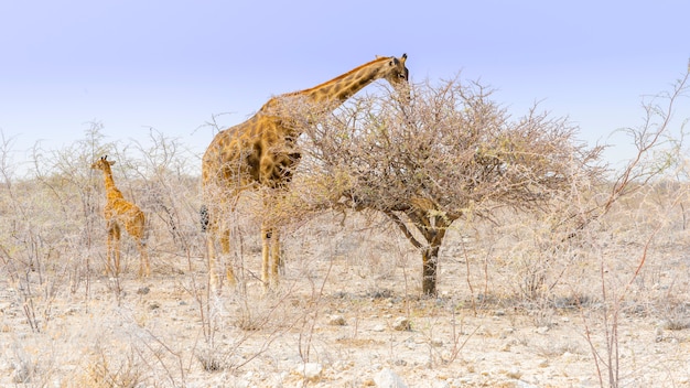 Jirafa Comiendo En El Parque Nacional De Etosha En Namibia Africa Foto Premium