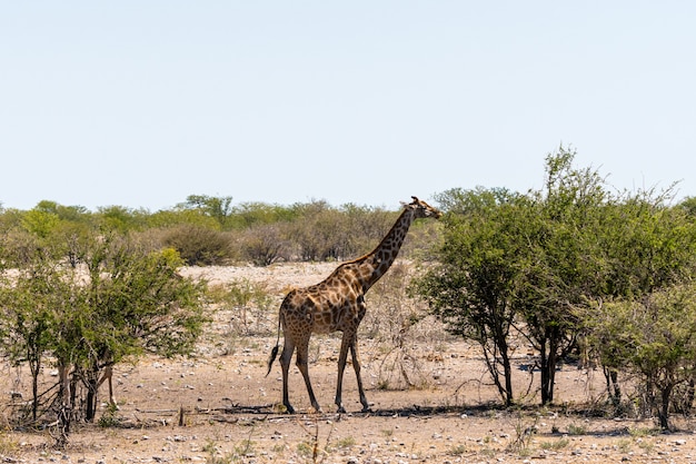 Jirafa Comiendo Pequenas Hojas De Acacia Verde En Okaukuejo Parque Nacional De Etosha Namibia Foto Gratis