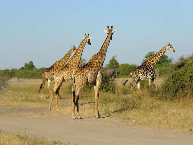 La Jirafa En El Safari En El Parque Nacional De Chobe Botswana áfrica Foto Premium