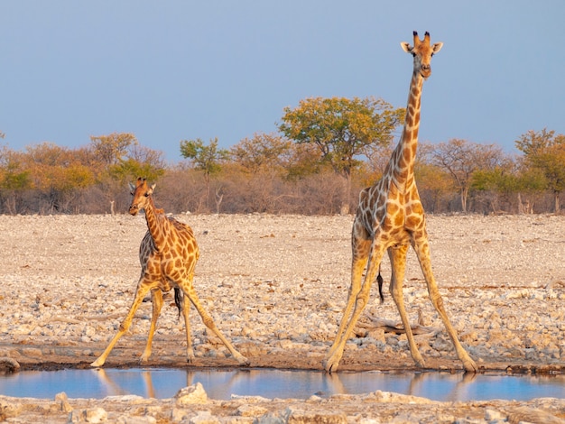 Jirafas Bebiendo Agua Al Atardecer En El Parque Nacional De Etosha En Namibia Foto Premium