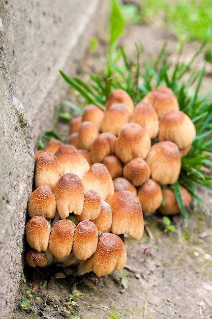 Jóvenes cuerpos fructíferos de hongo de tinta brillante coprinellus