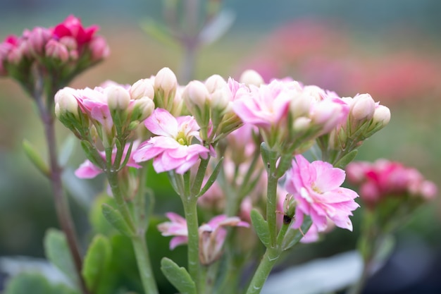 Growing Kalanchoe Succulent Plants Learn How To Take Care Of Growing Kalanchoe Succulent Plants Learn How To Take Care Of