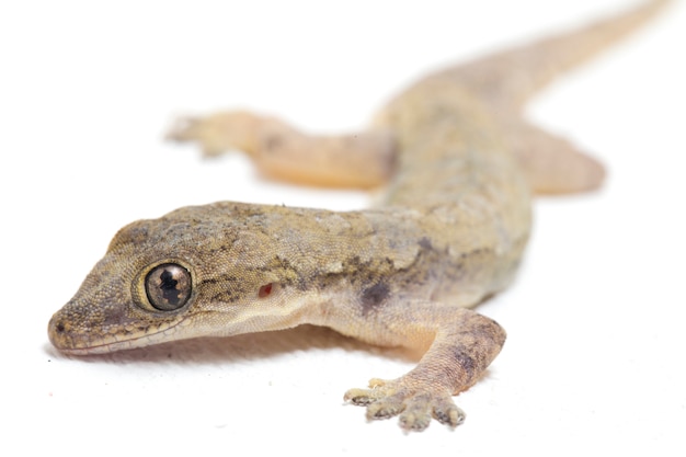 Lagarto común gecko común aislado en blanco | Foto Premium