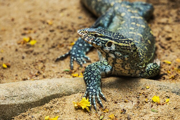 Lagarto Monitor De Agua Varanus Salvator Foto Premium