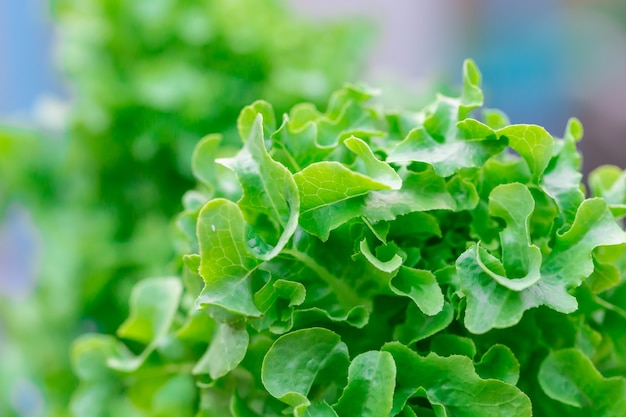 Lechuga Hortalizas Org Nicas Detalle Roble Verde Foto Premium