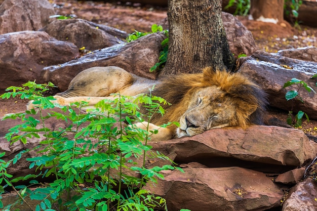 leon-descansando-durmiendo-cerca-arbol_35076-2578.jpg