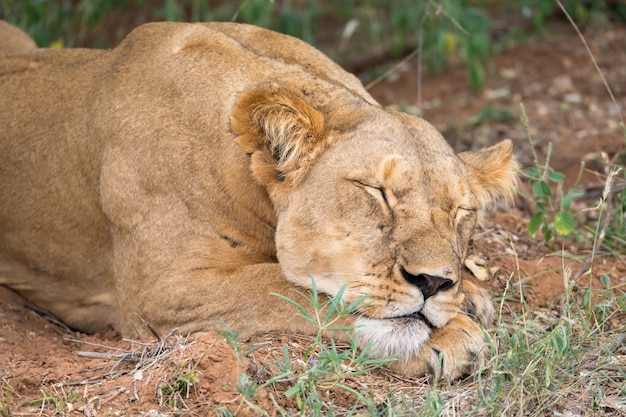 León Descansando En La Hierba De La Sabana Foto Premium