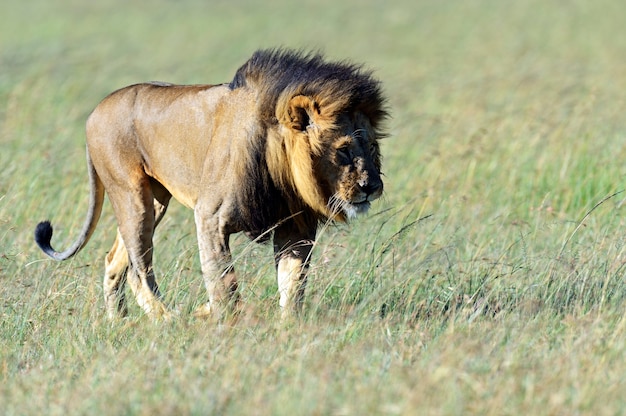 león en la sabana africana masai mara foto premium