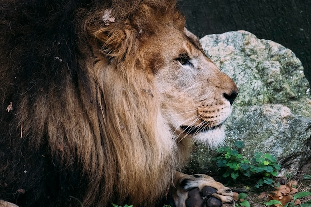 Gratis Zoologico Del Bronx