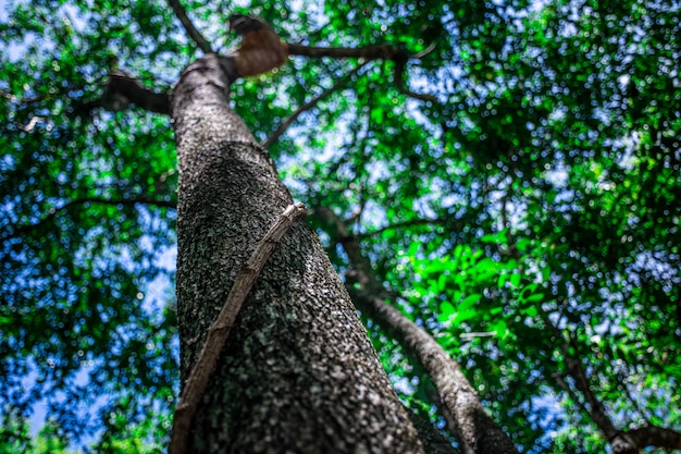 La liana que une los árboles en el bosque. | Foto Premium