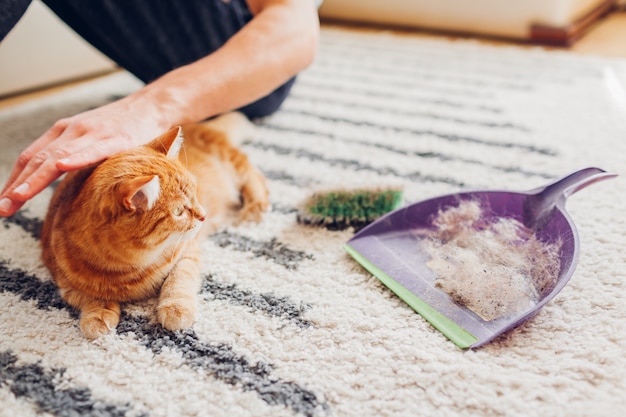 Limpiar la alfombra del pelo de gato con un cepillo en casa. el hombre limpia la alfombra sucia y pone la piel de los animales en primicia. Foto Premium 