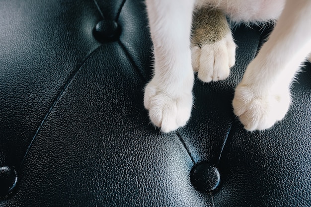 Lindas Patas De Gato Sentado En El Sof De Cuero Negro Con Espacio De