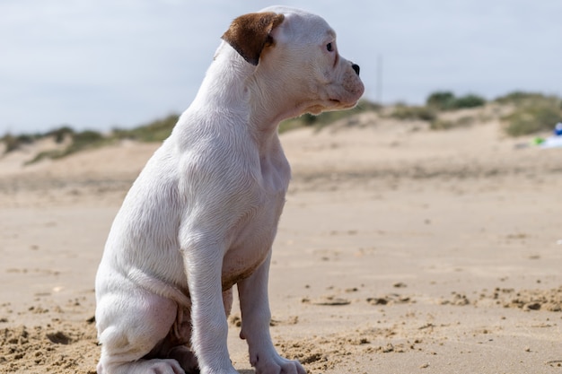 Lindo Bebe Blanco Bull Terrier De Guatemala Foto Gratis