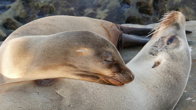 Lindo Cachorro De Bebe Dulce Cachorro De Leon Marino Y Madre Focas Perezosas Divertidas La Jolla San Diego California Ee Foto Premium