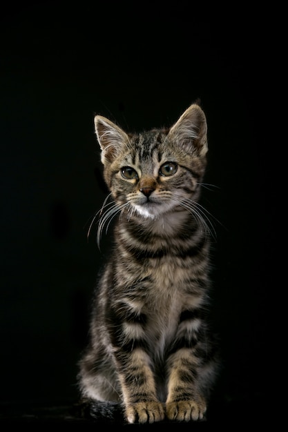 Lindo Gatito Aislado Sobre Fondo Negro Foto Premium