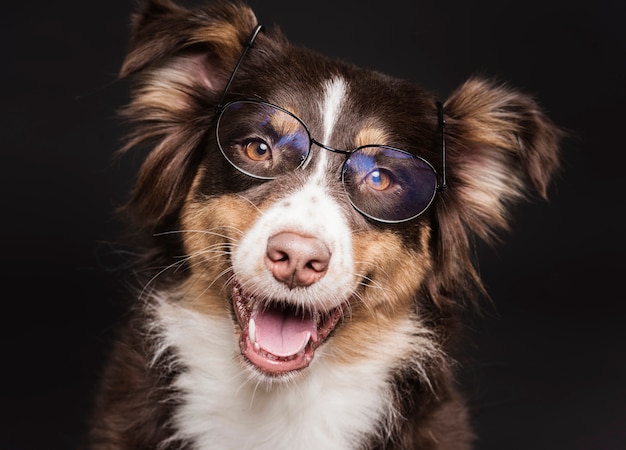 Lindo perro con gafas | Foto Gratis