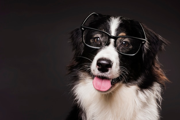 Lindo perro con gafas | Foto Premium