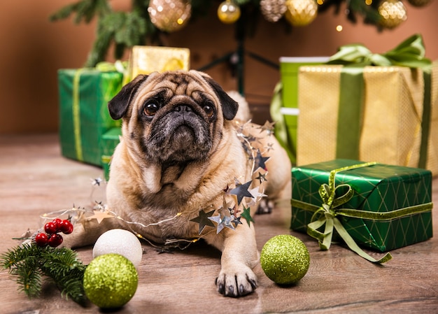 Lindo perro parado en el piso mirando los regalos Foto gratis