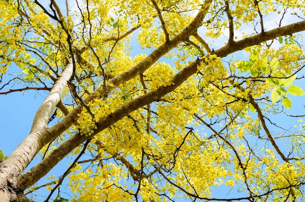 Lluvia Dorada Purga De Cassia Indio Laburnum O Cassia Fistula Flor