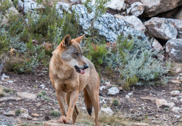 El Lobo Ib Rico Foto Premium