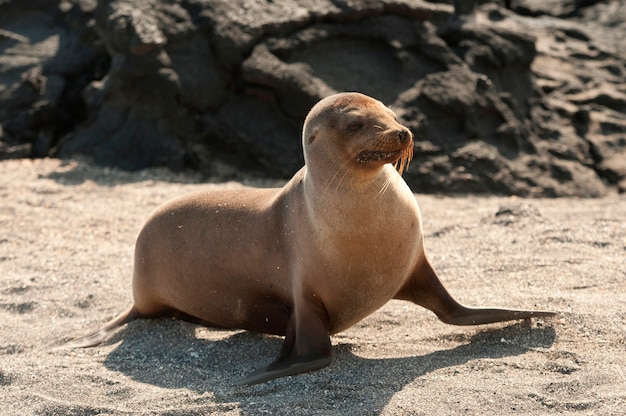 Lobo marino de galápagos (zalophus californianus wollebacki), punta