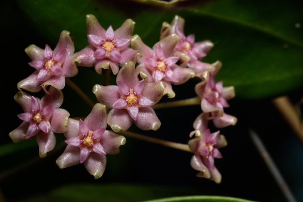 Macro De La Flor De Hoya Foto Premium