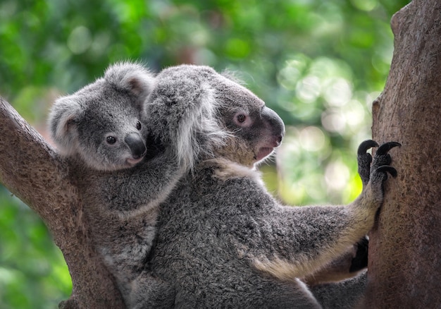 Madre Y Bebe Koalas En El Arbol Foto Premium