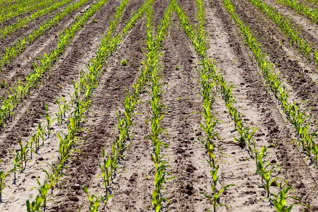 Maíz tierno verde en un campo agrícola en la temporada de primavera