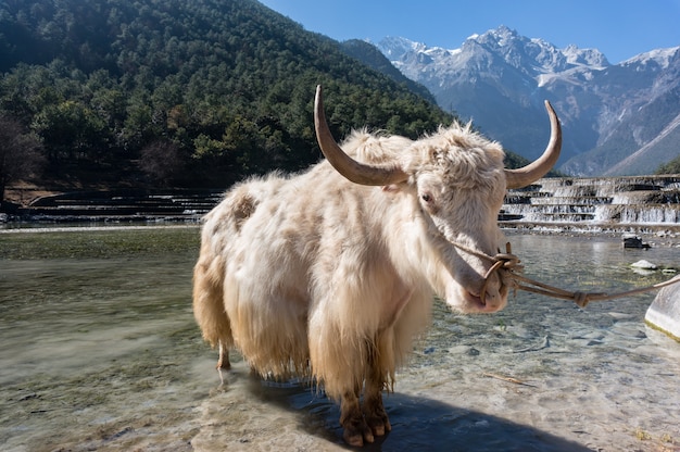 Mamífero blanco de yak en la montaña de himalaya | Foto Premium