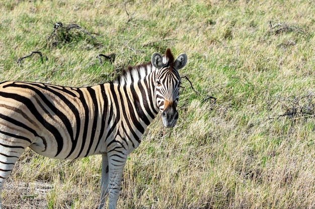 Manada De Cebras Comiendo Campo De Vidrio En El Parque Nacional De Etosha Namibia Foto Gratis