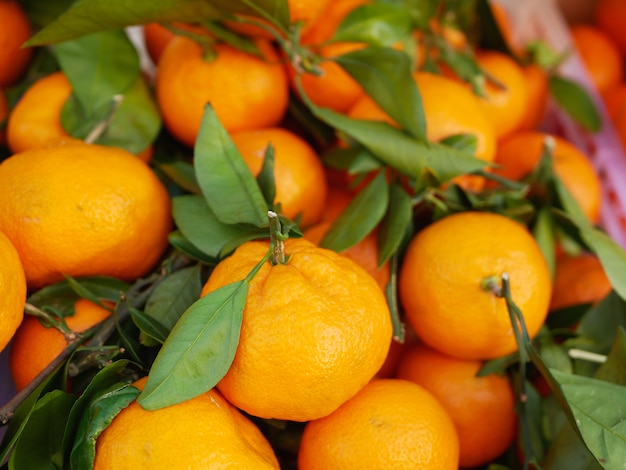 Mandarinas Con Primer Plano De Las Hojas Granja De Mandarinas Mucha