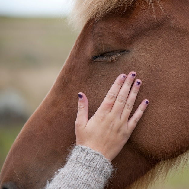 ===la caricia de una mano=== Mano-acariciando-cara-caballo-islandes_19485-32656