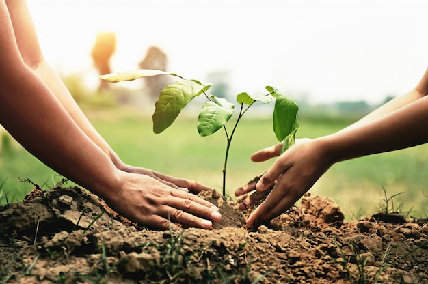 Mano ayudando a plantar árboles en el jardín para salvar la tierra. concepto de medio ambiente Foto Premium 
