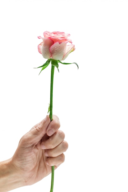 La Mano Del Hombre Sosteniendo Una Rosa Rosa Foto Premium