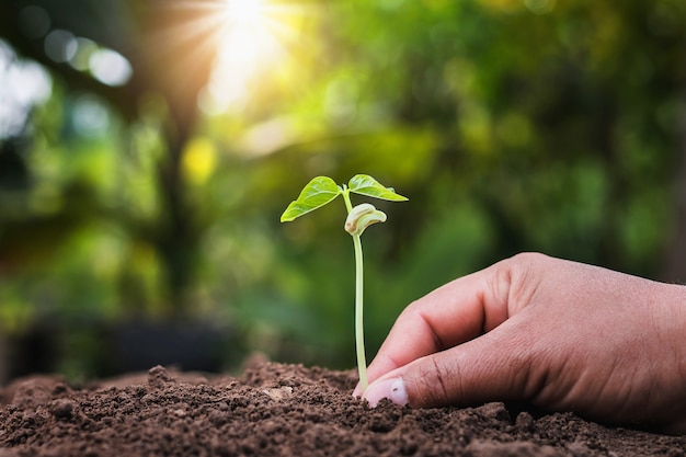 Resultado de imagen para plantaciÃ³n de arbol